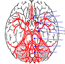 Brain Blood Supply.png