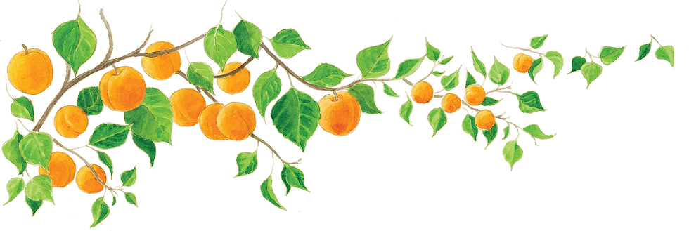 banner pics_apricot.png