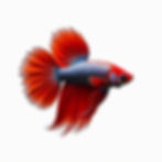 Vibrant Betta Fish