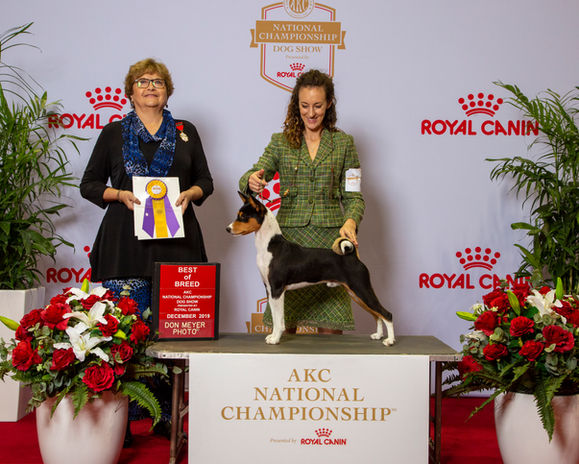 Zoro BOB AKC National championship 2019 .jpg