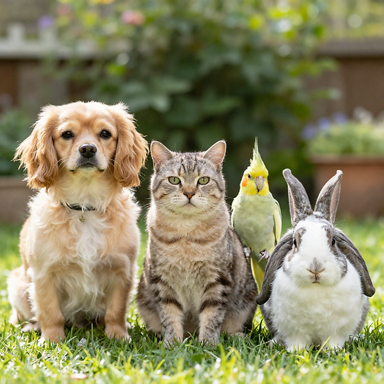 magnific_a-dog-a-cat-a-cockatiel-a_43xsyME9Aa.png