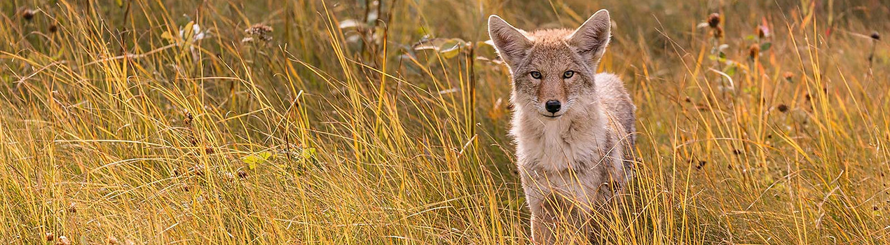 Coyote