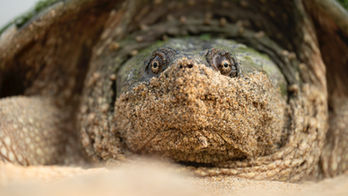 Last Hope: Freshwater Turtles at Risk