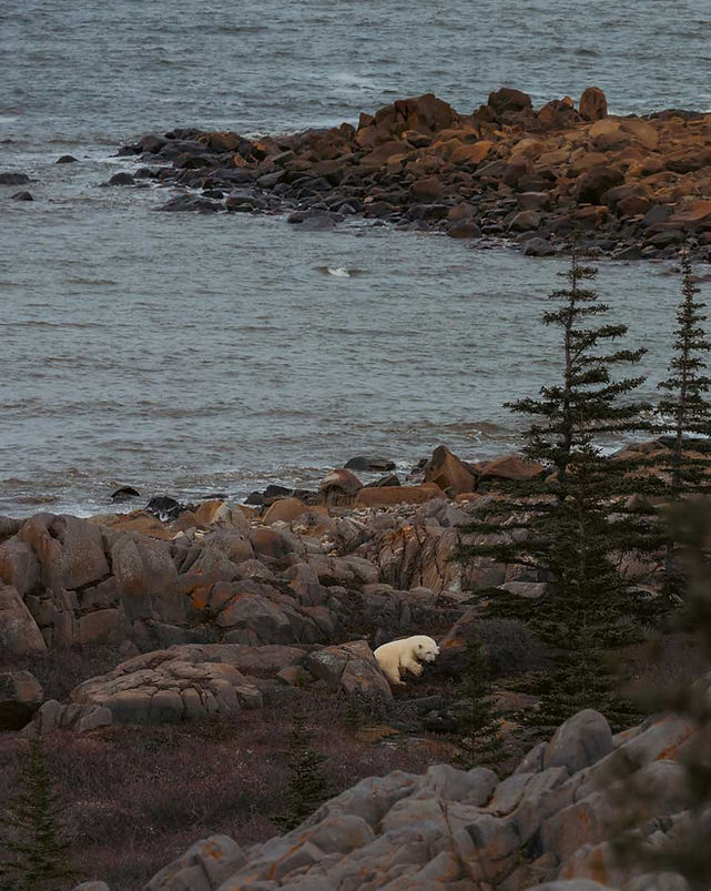 Polar bear