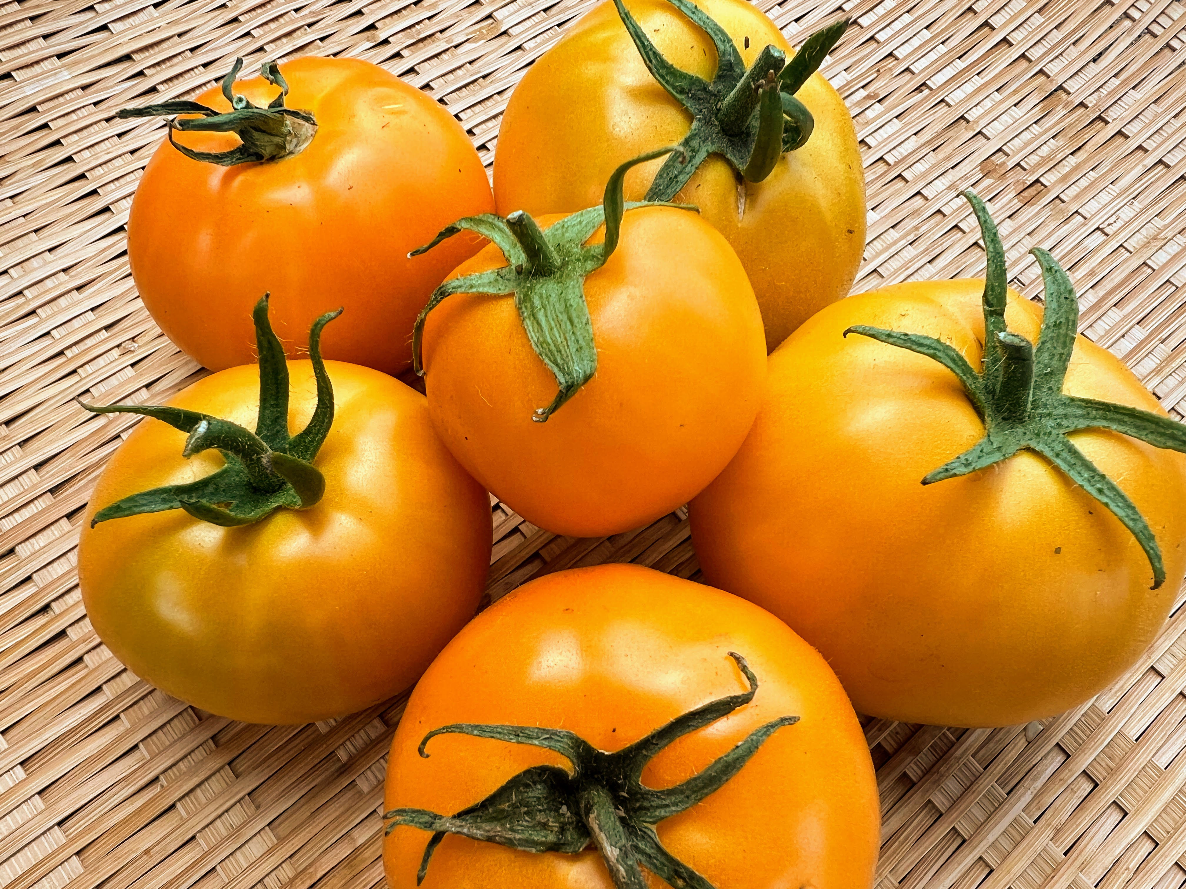 Tomato, Orange King