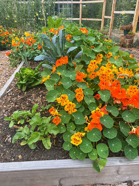 Garden Bed