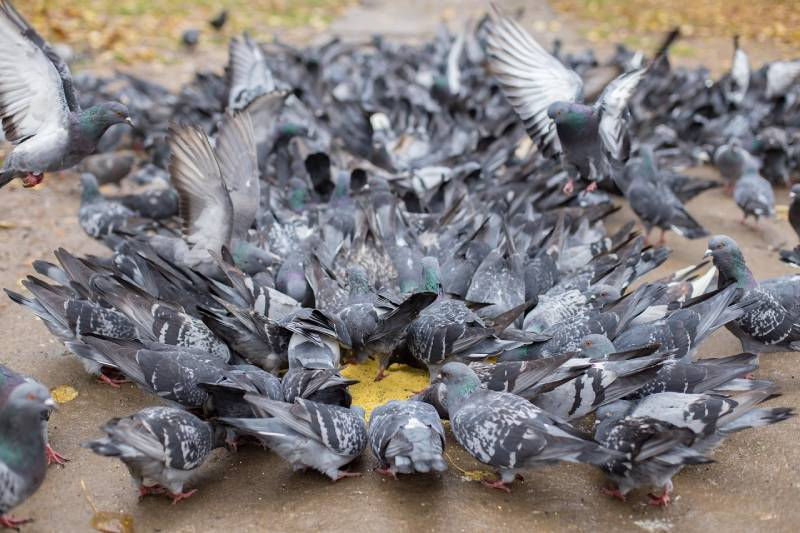 Regulation-de-pigeons-personnel-certifie.jpg