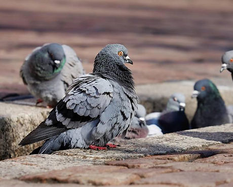 Capture de pigeons en ville