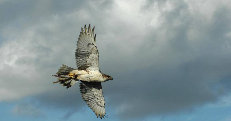 Effarouchement d'oiseaux par vol de rapaces.jpg