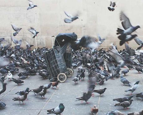 Nuisance urbaine d'oiseaux
