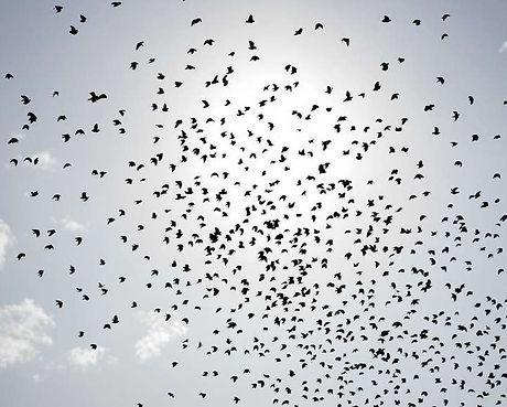 Nuage d'oiseaux