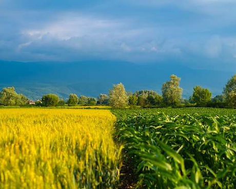 Champ agricole avant récolte.jpg