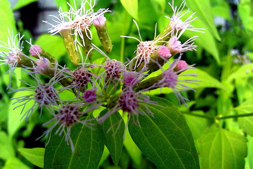 calea grass dream herb.jpg