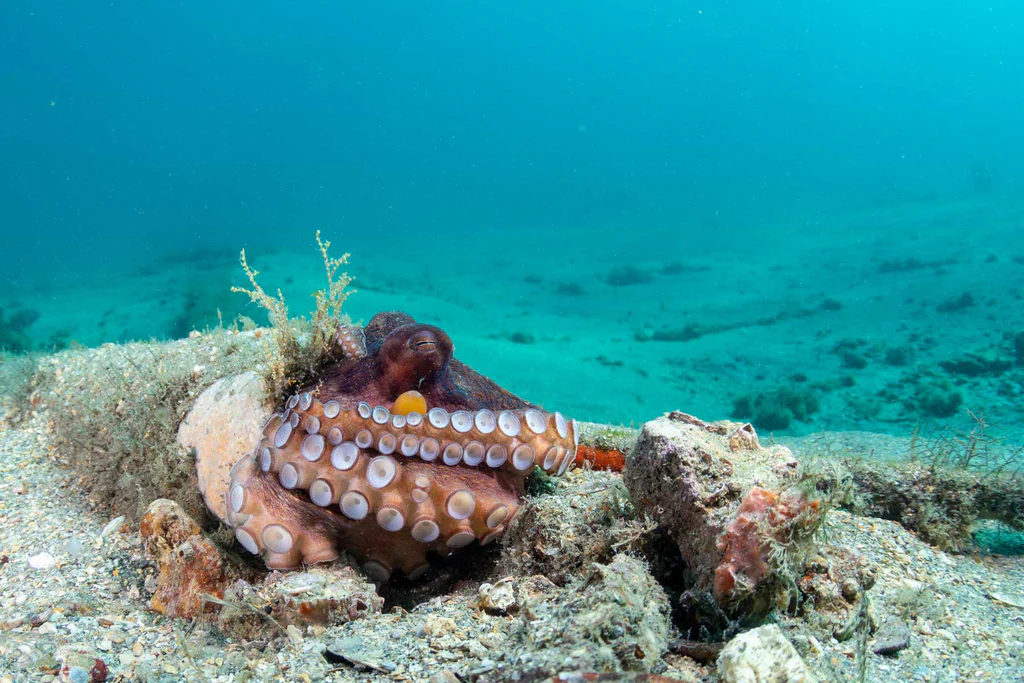 Octopus