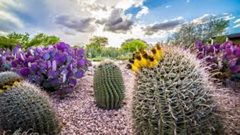 Desert Botanical Garden