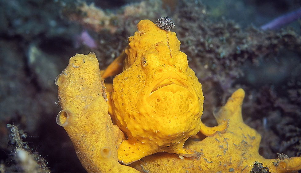 Bright yellow frogfish camouflaged among coral, displaying a textured, bumpy skin. The underwater scene is vibrant and dynamic.
