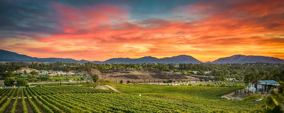 High angle view of a vineyard with rows of grapevines under a clear sky