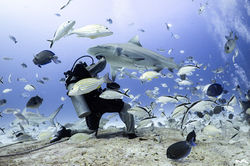 Bull Shark Feeding