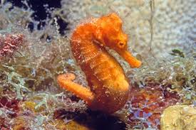 Orange seahorse