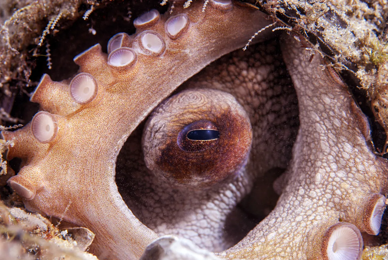 Octopus eye