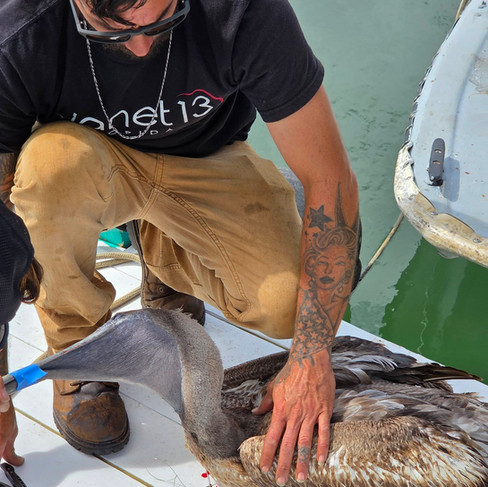 Trying to save the pelican
