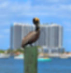Pelican perched on a wooden post by the water with tall buildings and a blue sky in the background. The scene feels calm and serene.