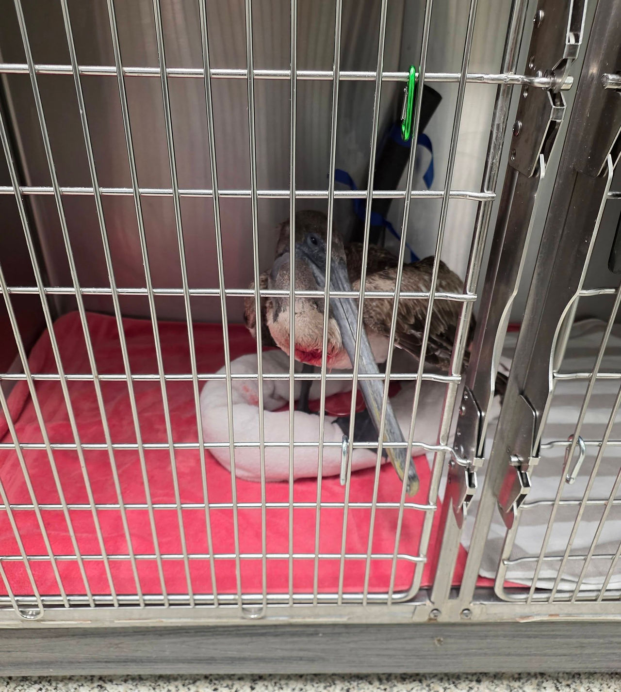 the pelican in the cage to recover