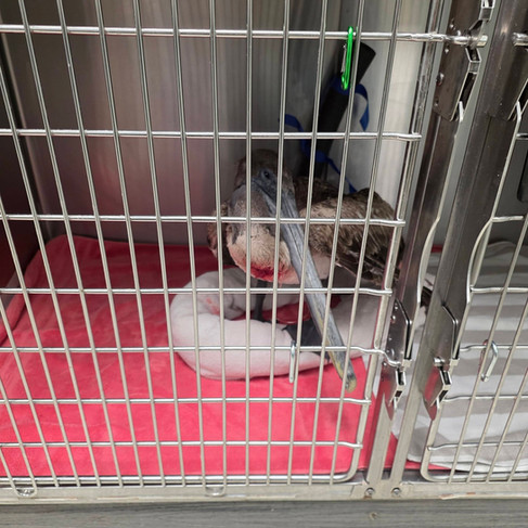 the pelican in the cage to recover
