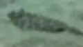 A camouflaged flatfish lies on sandy ocean floor blending perfectly. Its speckled greenish pattern matches the grainy surroundings.