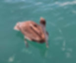 Brown pelican floating on calm turquoise water, feathers slightly ruffled, creating a serene and peaceful mood.