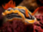 A colorful nudibranch with orange and black stripes crawls on a red coral. Its vibrant colors contrast against the dark underwater setting.