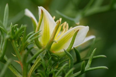 SYRIAN RUE.jpg