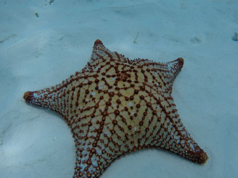 Cielo Estrella1.JPG