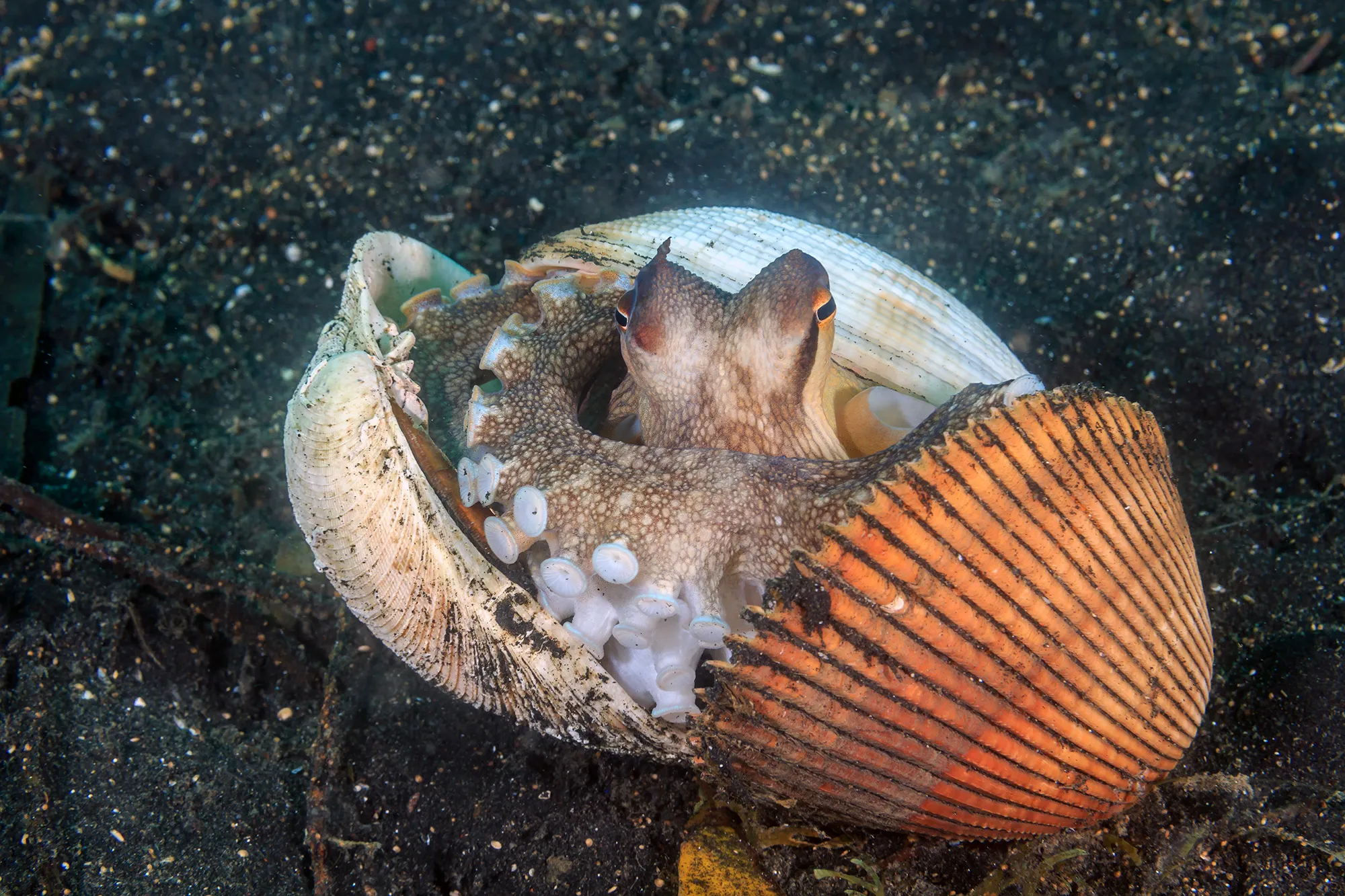 Ocotpus in a seashell