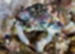 Close-up of a colorful moss crab with vibrant patterns on its shell and legs. It blends with a rocky, coral-like background.