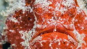 Frogfish