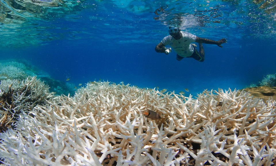 Coral Bleaching