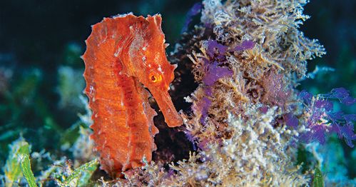 Seahorse