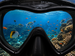 View through a scuba mask of vibrant, striped fish swimming among colorful coral in clear blue water, creating a lively underwater scene.