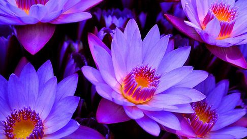 bluelotus.jpg