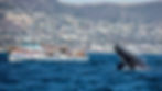 Whale watching tours san diego