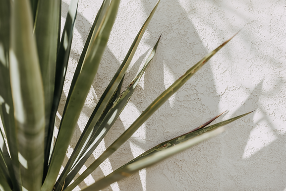 palm.png