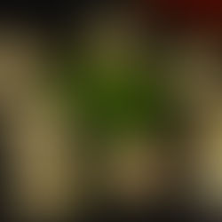 Garlic button mushrooms