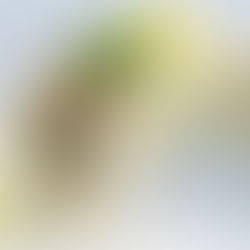 Chicory with Roquefort