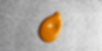 Hot Honey