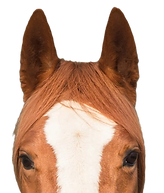 horse 2_edited_edited.png