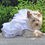 Thumbnail: White Satin Wedding Dress, Headpiece, Leash & D-Ring