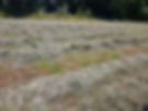 Hay 4.jpg