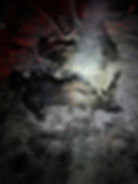 Burned bodies of Israelis
