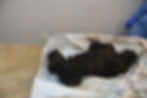 A burnt body with crippled legs. It is not possible to identify whether it is a man or a woman